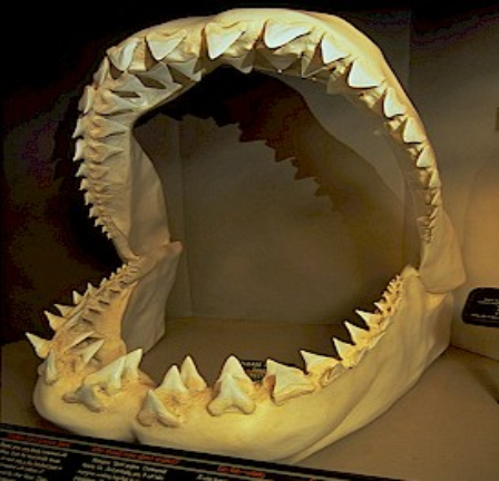 shark teeth. For me it#39;s fossil shark teeth